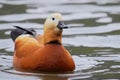 Ruddy Shelduck (Tadorna ferruginea). Royalty Free Stock Photo