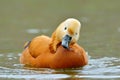 Ruddy shelduck (tadorna feruginea) Royalty Free Stock Photo