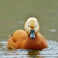 Ruddy shelduck (tadorna feruginea) on the lake Royalty Free Stock Photo