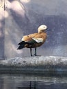 Ruddy Shelduck at Taronga Zoo