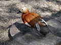 Ruddy Shelduck Royalty Free Stock Photo