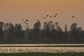 Ruddy shelducks flight on sunset, Bardia national park, Nepal