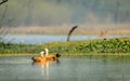 Ruddy Shelducks pair