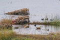 Ruddy shelducks in polluted wetland of Indore