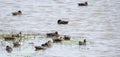 Ruddy Shelducks