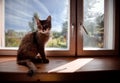 Ruddy somali kitten Royalty Free Stock Photo