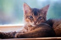 Ruddy somali kitten Royalty Free Stock Photo