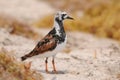 Ruddy Turnstone