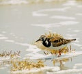 Ruddy Turnstone Royalty Free Stock Photo