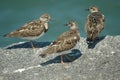 Ruddy Turnstone