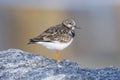 Ruddy Turnstone, Arenaria interpres Royalty Free Stock Photo