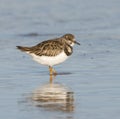 Ruddy Turnstone, Arenaria interpres Royalty Free Stock Photo