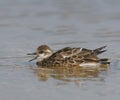 Ruddy Turnstone, Arenaria interpres Royalty Free Stock Photo