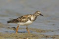 Ruddy Turnstone, Arenaria interpres Royalty Free Stock Photo