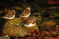 Ruddy Turnstone (Arenaria interpres) Royalty Free Stock Photo