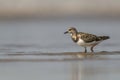 Ruddy turnstone, Arenaria interpres, Akshi, Alibagh, Maharashtra, India