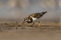 Ruddy turnstone, Arenaria interpres, Akshi, Alibagh, Maharashtra, India