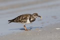 Ruddy Turnstone eating a crab - Fort DeSoto, Florida Royalty Free Stock Photo