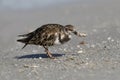 Ruddy Turnstone eating a crab - Fort DeSoto, Florida Royalty Free Stock Photo