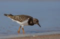 Ruddy Turnstone - Arenaria interpres