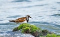 Ruddy Turnstone Arenaria interpres