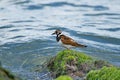 Ruddy Turnstone Arenaria interpres