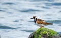 Ruddy Turnstone Arenaria interpres