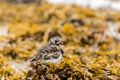 The ruddy turnstone - Arenaria interpres