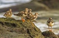 Ruddy Turnstone (Arenaria interpres) Royalty Free Stock Photo