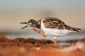Ruddy Turnstone, Arenaria interpres, in the water, with open bill, Florida, USA Royalty Free Stock Photo
