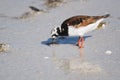 Ruddy Turnstone on Beach