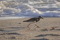 Ruddy Turnstone beach bird with sand and surf