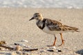 Ruddy Turnstone beach bird with shells, sand, and surf