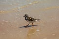 Ruddy Turnstone at Beach Royalty Free Stock Photo