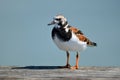 Ruddy turnstone bird