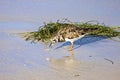 Ruddy Turnstone Eating Shellfish Royalty Free Stock Photo
