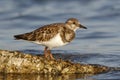 Ruddy Turnstone in fall plumage - St. Petersburg, Florida