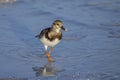 Ruddy Turnstone With Food In Its Beak, Standing On The Beach Royalty Free Stock Photo