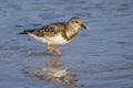 Ruddy Turnstone With Food In Its Beak, On The Beach Royalty Free Stock Photo