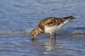 Ruddy Turnstone Foraging In Clear, Shallow Water Royalty Free Stock Photo