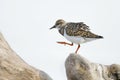 Ruddy Turnstone foraging on a piece of driftwood