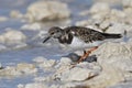 Ruddy Turnstone foraging on a rocky beach - Florida Royalty Free Stock Photo