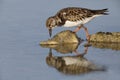 Ruddy Turnstone foraging on a rocky beach - Florida Royalty Free Stock Photo