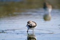 Ruddy turnstone mirroring in a lake