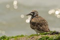 Ruddy turnstone