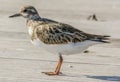 Ruddy Turnstone 4520 Royalty Free Stock Photo