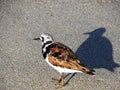 Ruddy turnstone sandpiper arenaria interpres