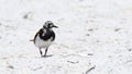 Ruddy turnstone on a sandy beach Royalty Free Stock Photo