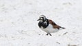 Ruddy turnstone on a sandy beach Royalty Free Stock Photo