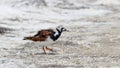 Ruddy turnstone on a sandy beach Royalty Free Stock Photo